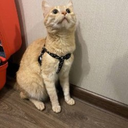 Фигурка кошки - фото 6