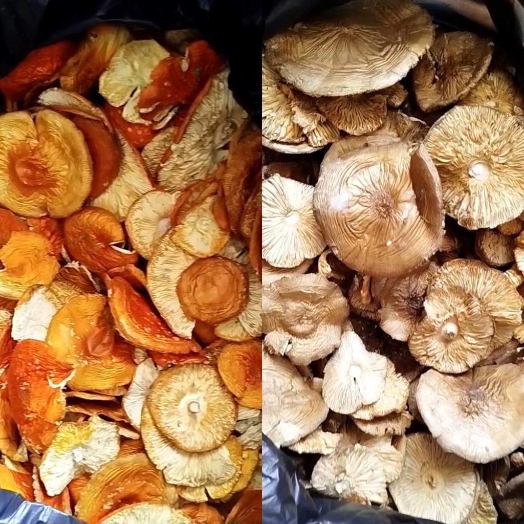 Алтайский Красный мухомор