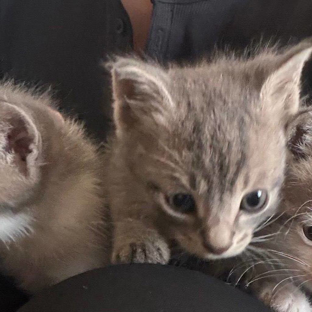 Котята