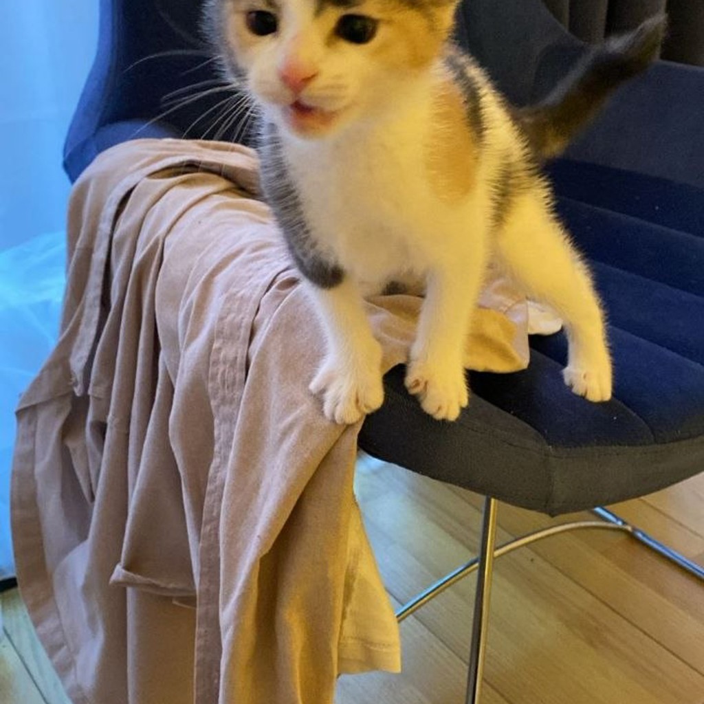 Котенок