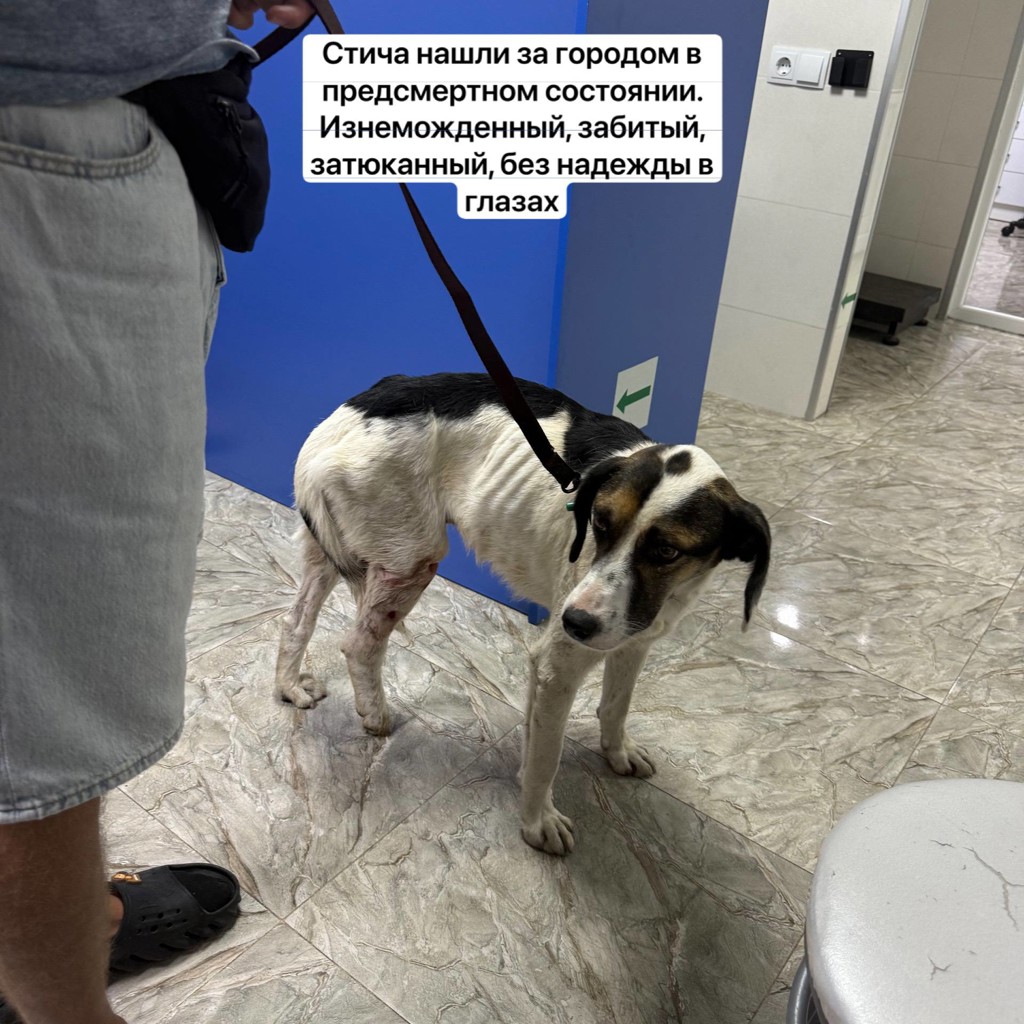 Стич
