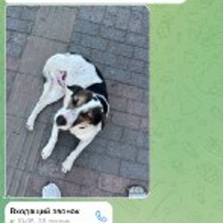 Стич - фото 6