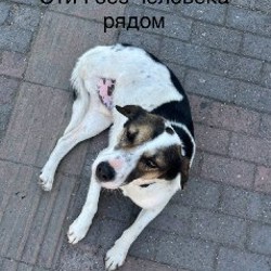 Стич - фото 7