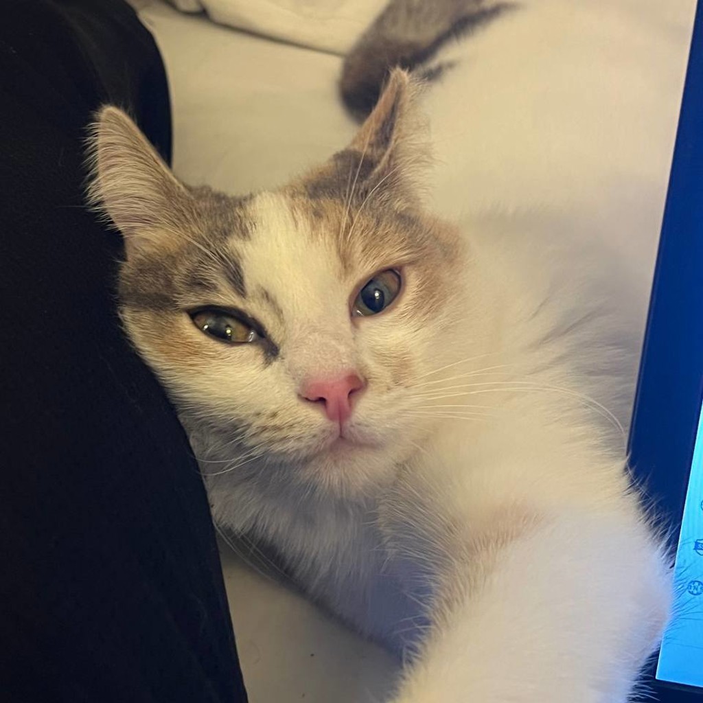 Игрушки для кошки
