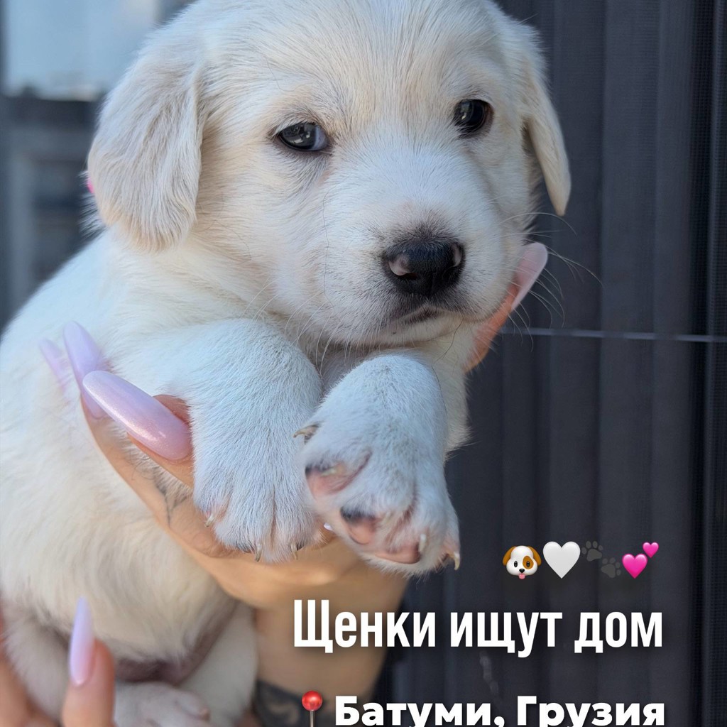 Щенки