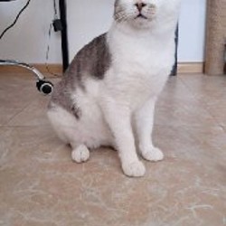 Потерянный кот - фото 2