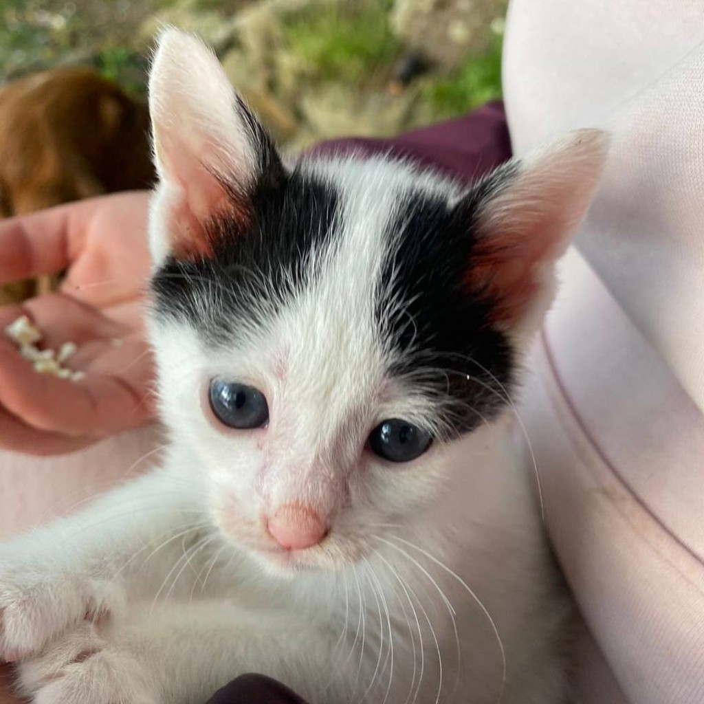 Котёнок