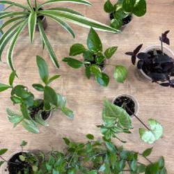 Домашние растения - фото 1