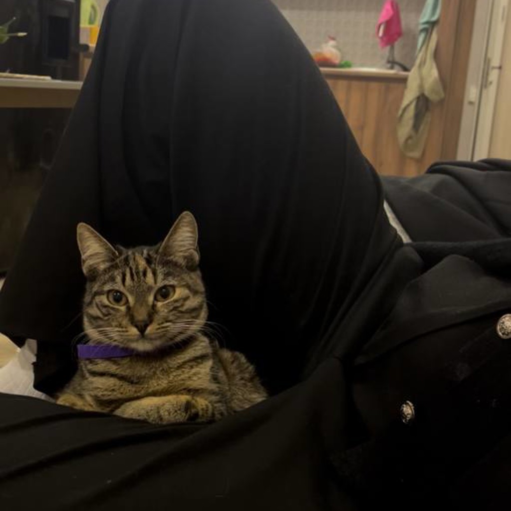 Кошка Фиона