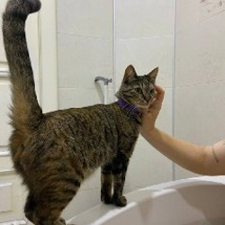 Кошка Фиона - фото 2
