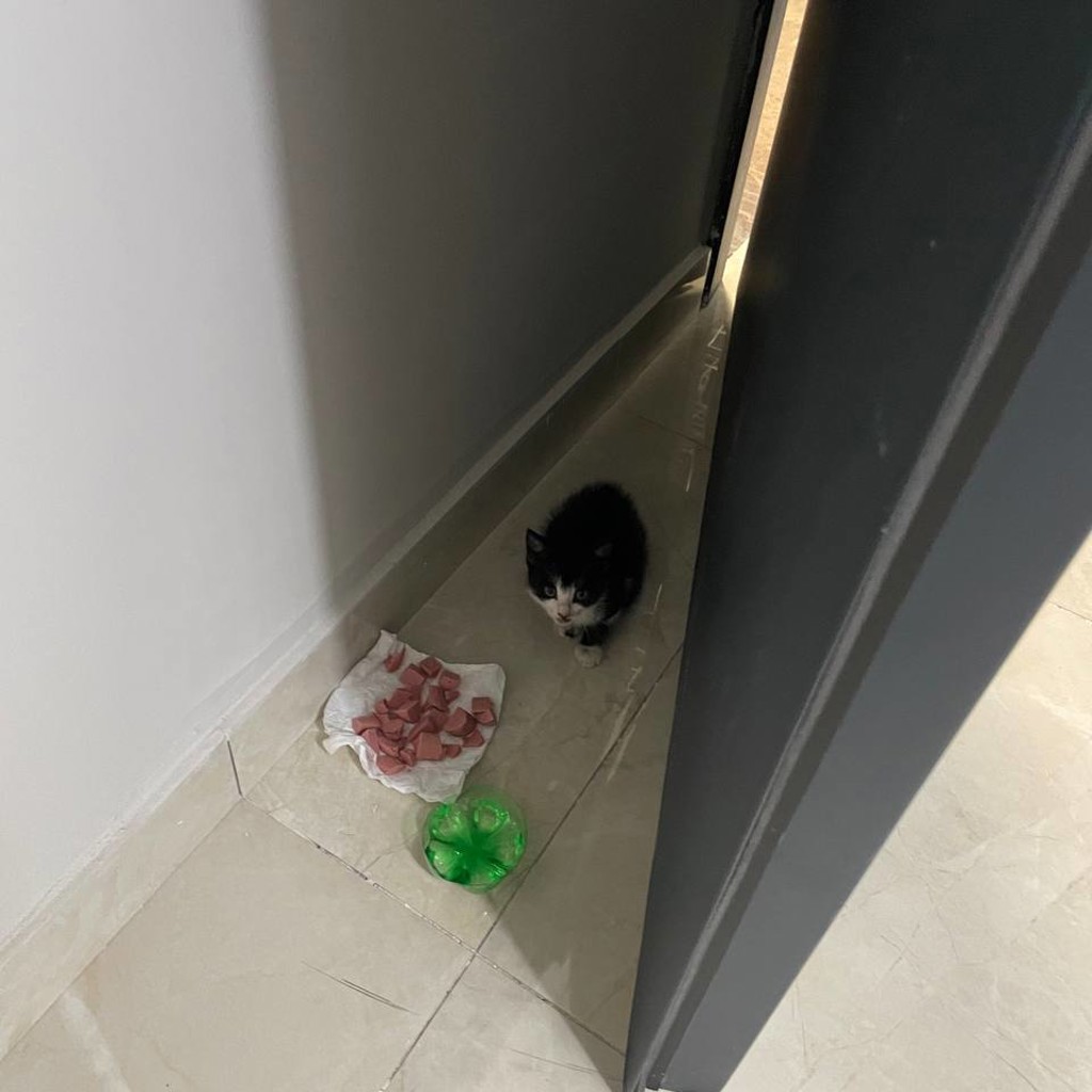 Котенок