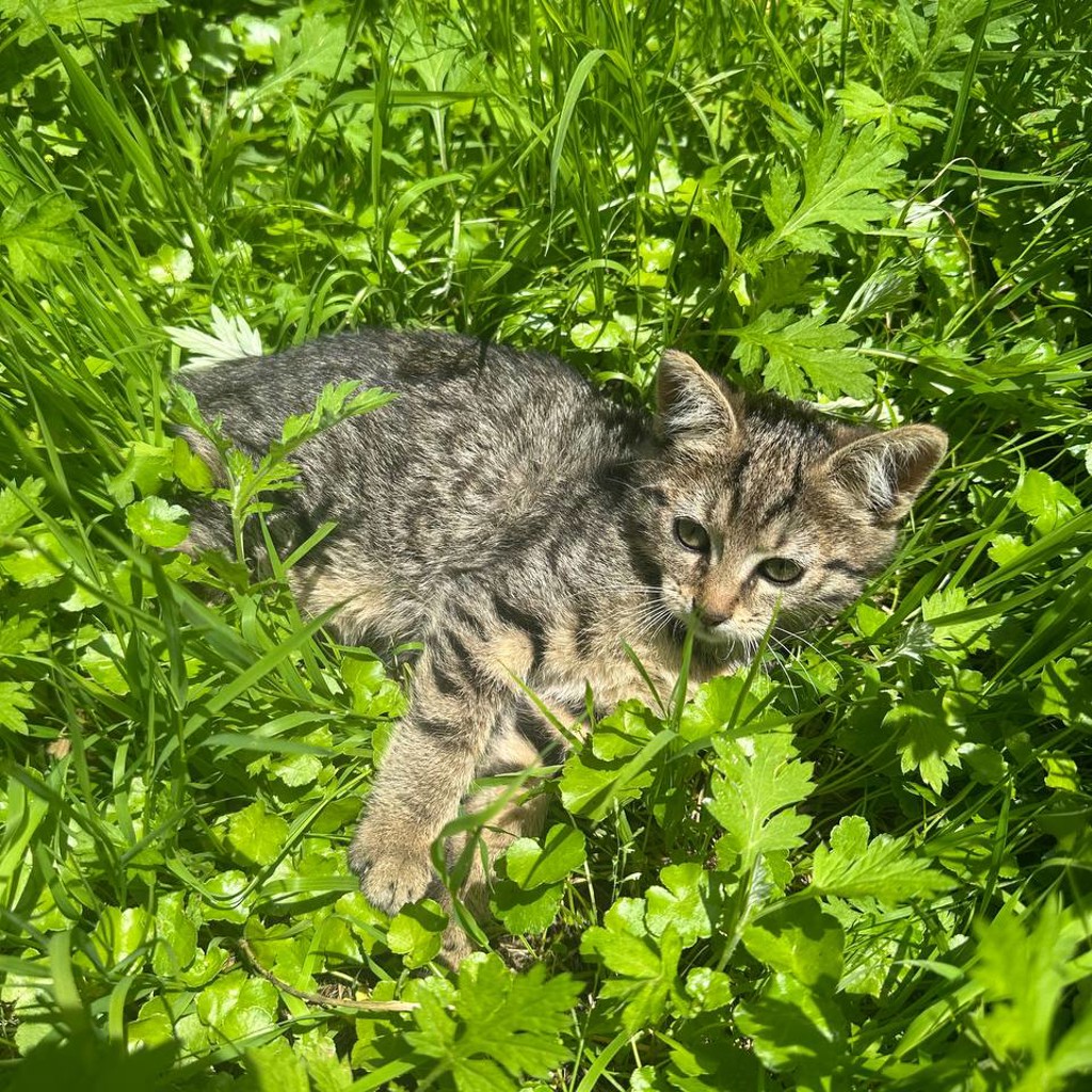 Котёнки