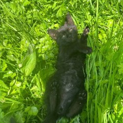 Котёнки - фото 2