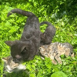 Котёнки - фото 5