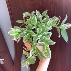 Белоцветковая - фото 2