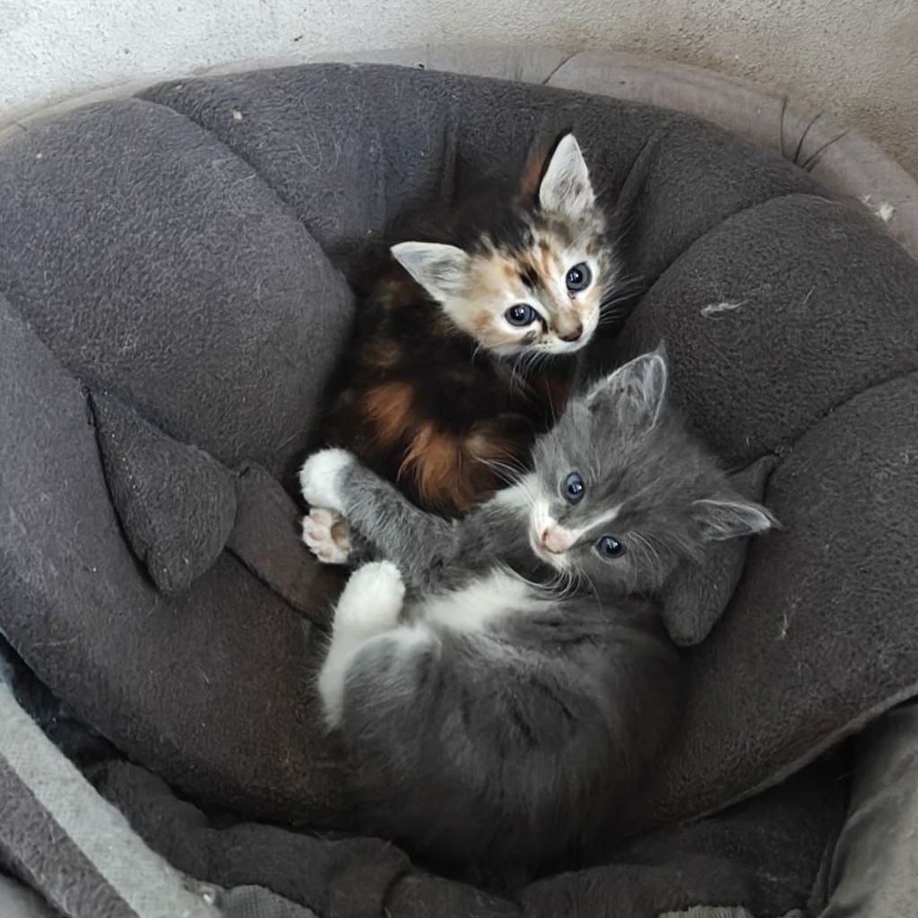 Котёнок
