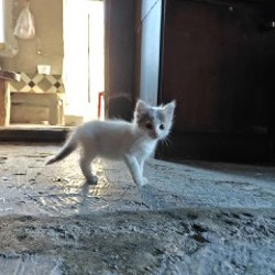 Котёнок - фото 2