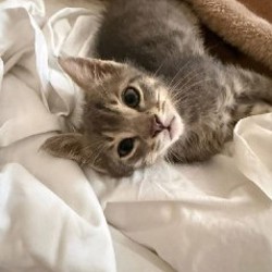 Котёнок Куки - фото 2