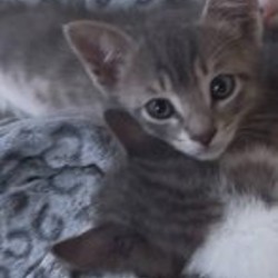 Котёнок Куки - фото 4
