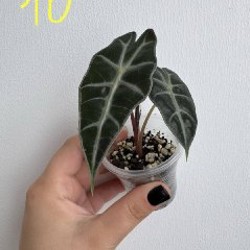 Алоказия Полли - фото 1