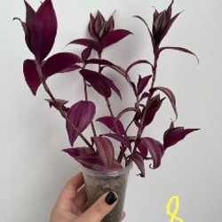 Алоказия Полли - фото 4