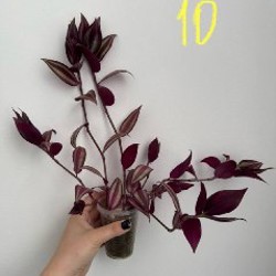 Алоказия Полли - фото 5