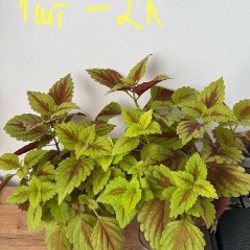 Алоказия Полли - фото 6