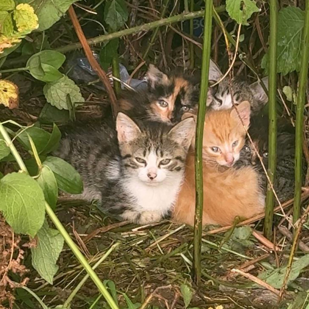 Котята