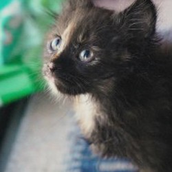 Котята - фото 2