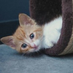 Котята - фото 3