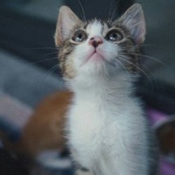Котята - фото 4