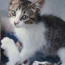 Котята - фото 5