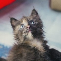 Котята - фото 7