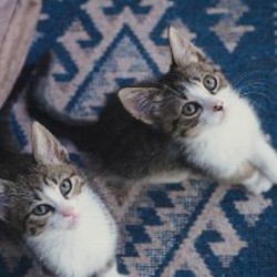 Котята - фото 8