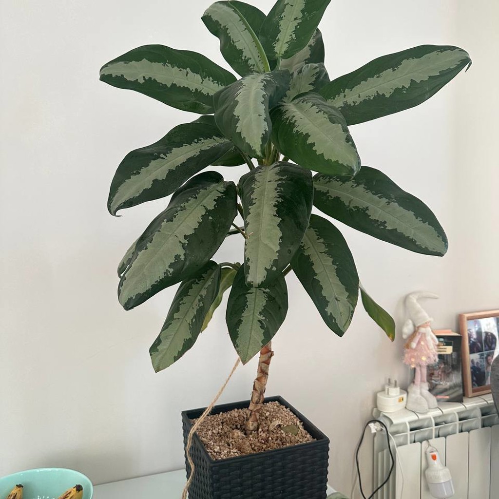 Aglaonema