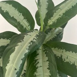 Aglaonema - фото 2