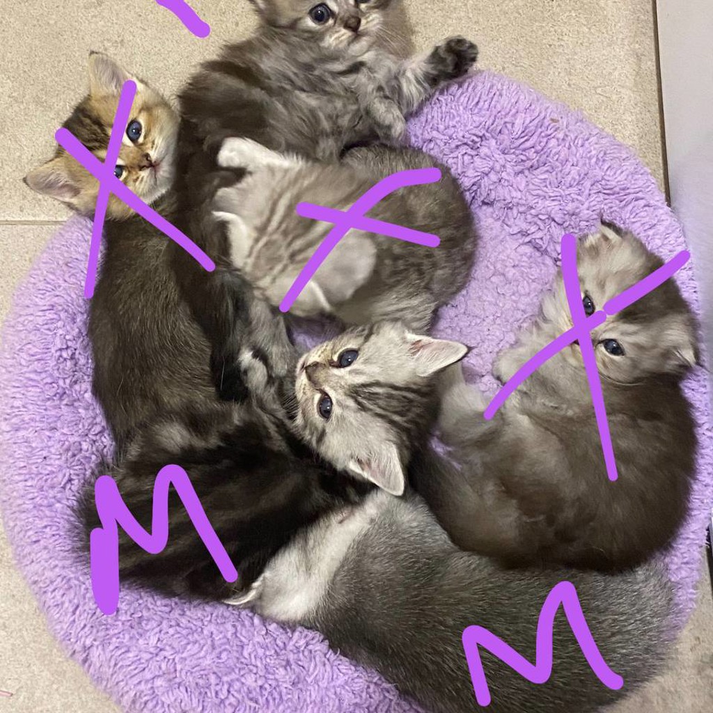 Котенок шотландский мальчик вислоухий