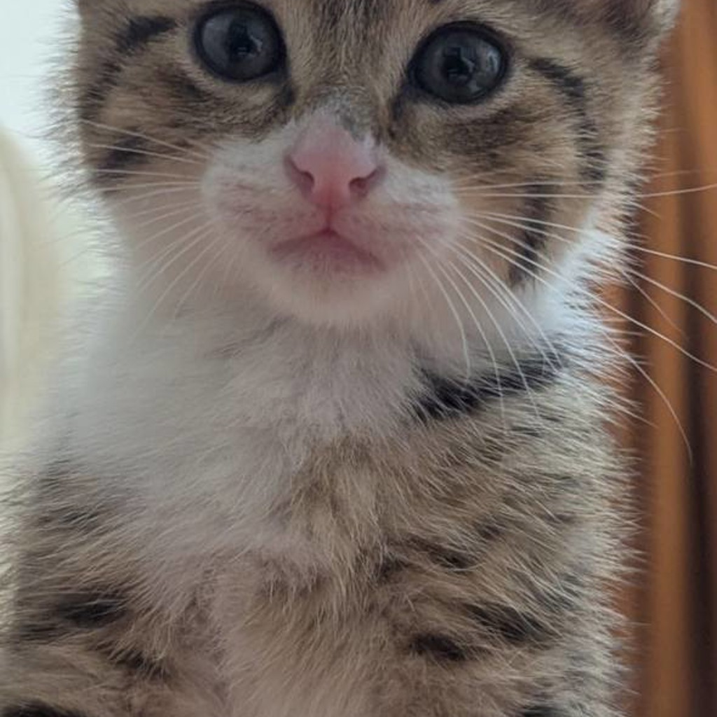 Котёнок
