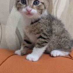Котёнок - фото 2