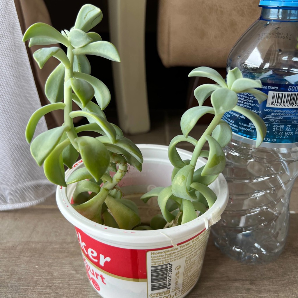 Суккулент