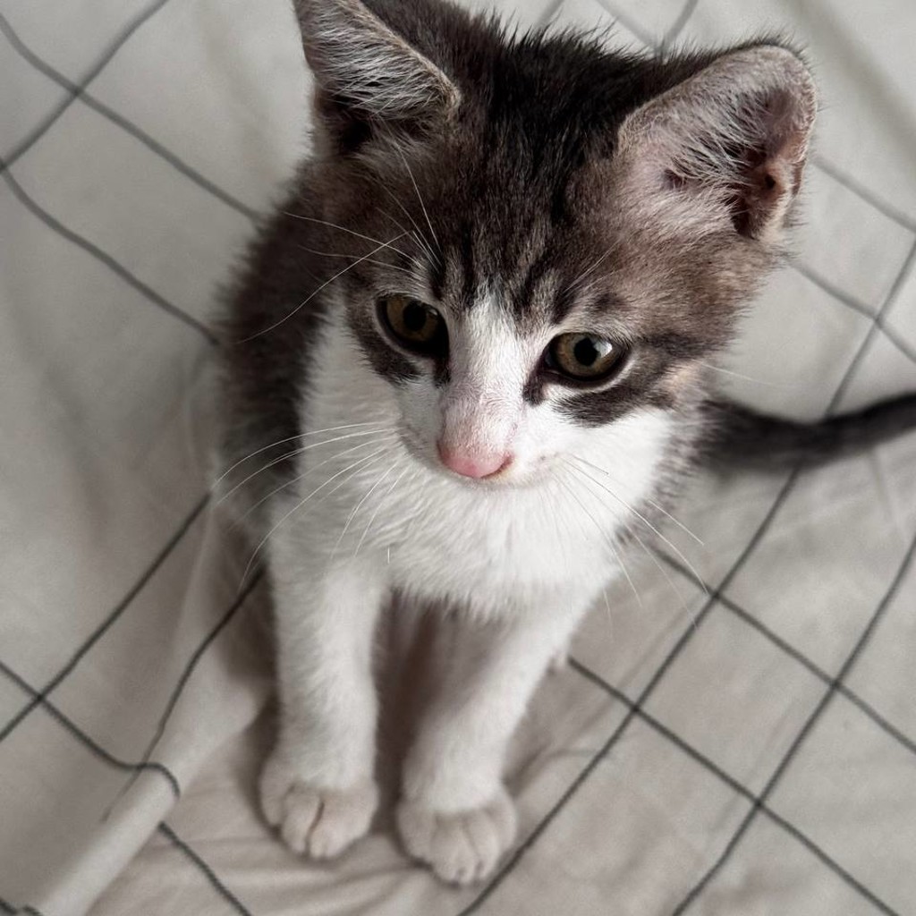 Котёнок