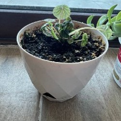 Алое и пеперомия - фото 2