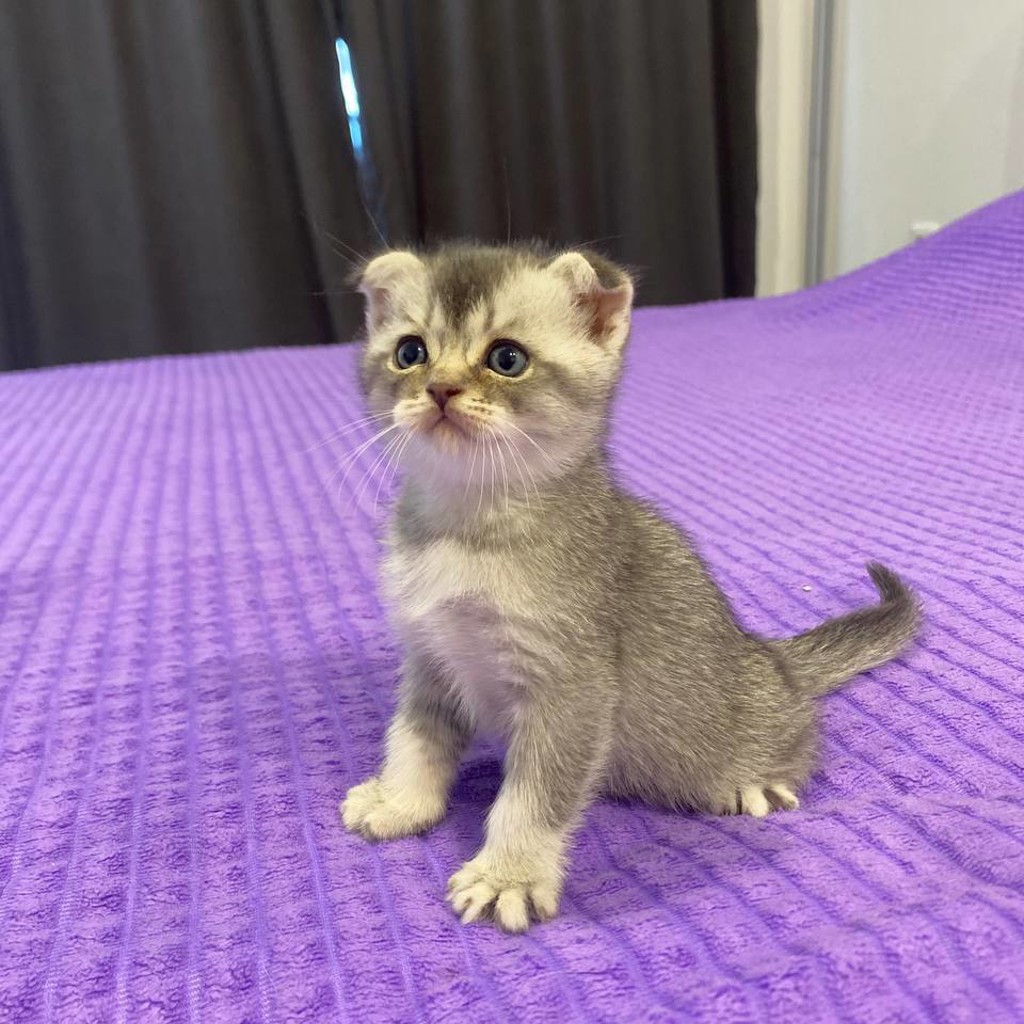 Шотландский котенок