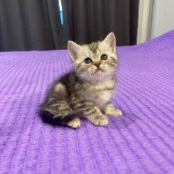 Шотландский котенок - фото 4