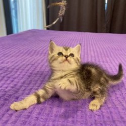 Шотландский котенок - фото 5