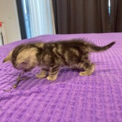 Шотландский котенок - фото 6
