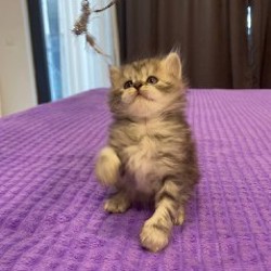 Шотландский котенок - фото 7