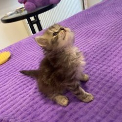 Шотландский котенок - фото 9