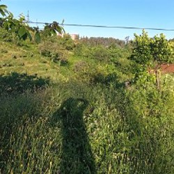Земельный участок с домом - фото 3