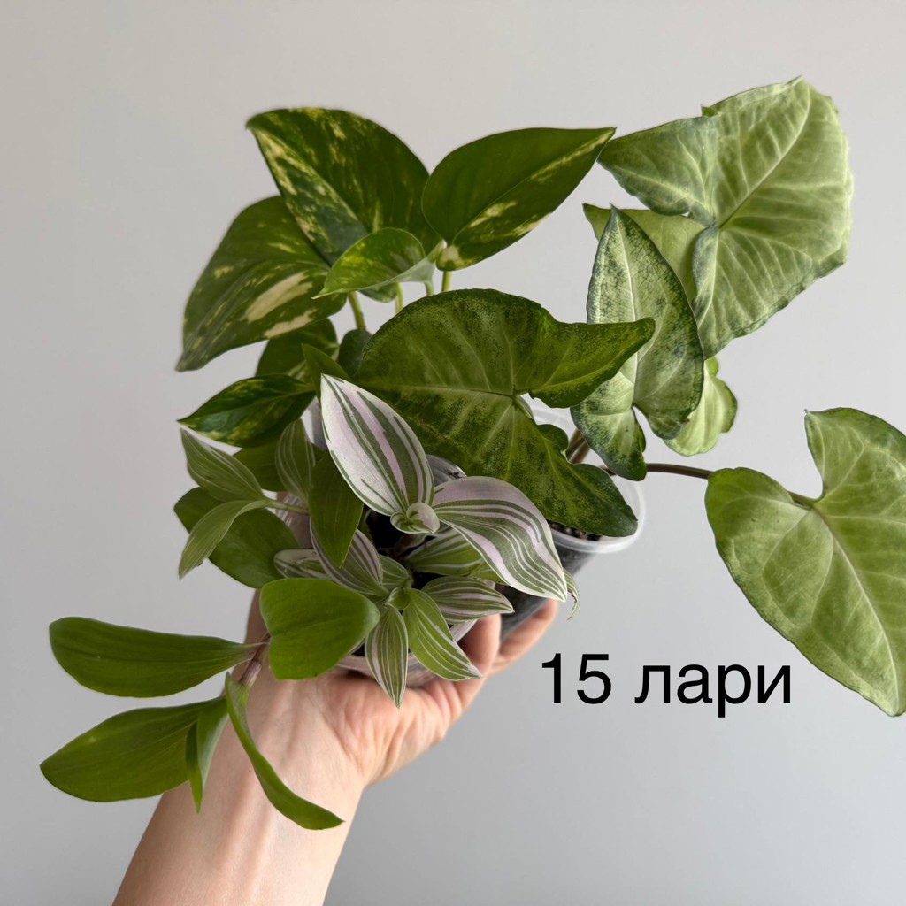 Традесканция